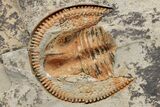 Trinucleid (Declivolithus) Trilobite - Mecissi, Morocco #227872-3